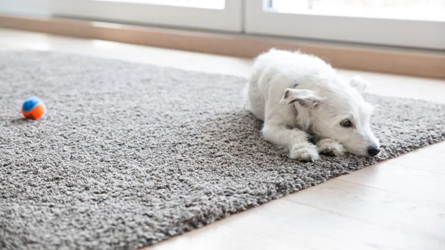 local carpet cleaning service